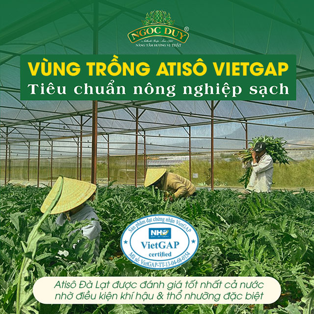 Vùng trồng Atiso chuẩn VietGAP